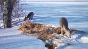 Снято на фотоловушку  #2  Косули