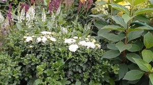 Обзор клумбы с гортензиями, флоксами и лилейниками