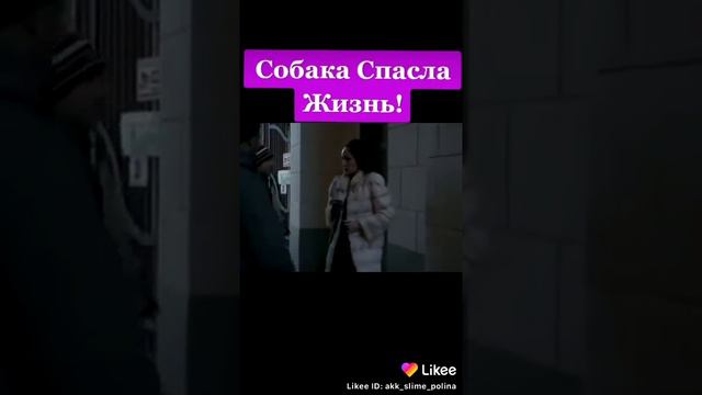 Собака спасает жизнь человека