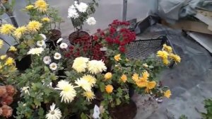 Хризантема и ее особености выращивания...