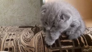 Забираем котенка Шотландский вислоухий | Первые дни с нами|