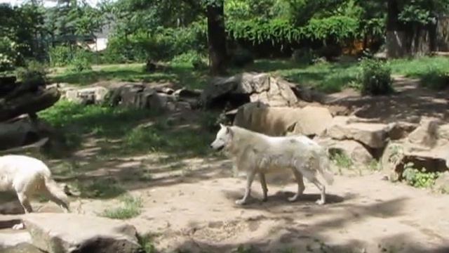 Белые волки Берлинский ZOO смотреть онлайн