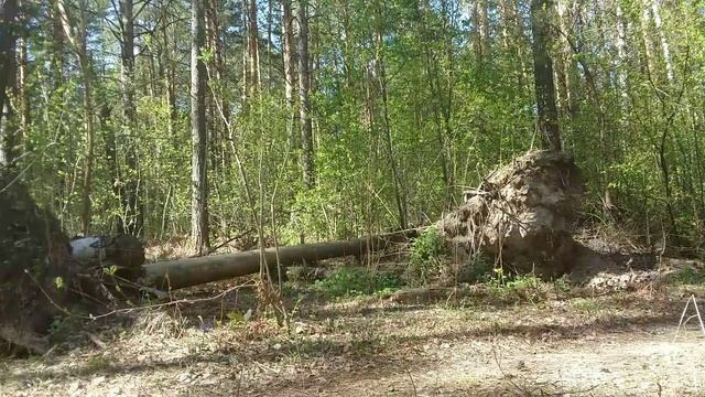 Сибирский лес, утро, природа просыпается, поют птицы...
