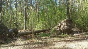 Сибирский лес, утро, природа просыпается, поют птицы...
