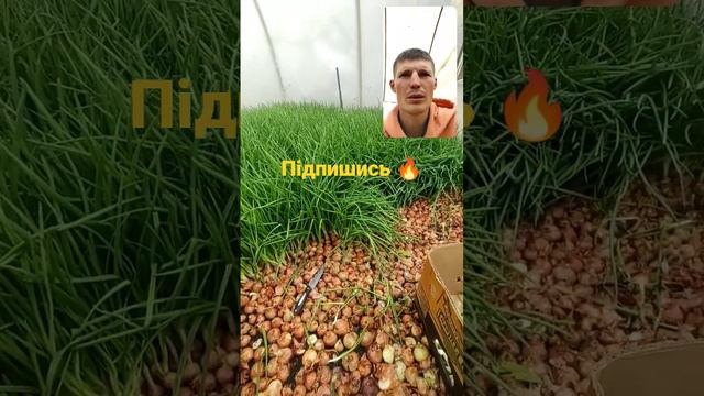 Як виростити ідеальну зелень цибулі? смотреть онлайн