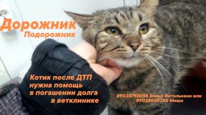Дорожник в Друге. Котика забрали, а долг остался!
