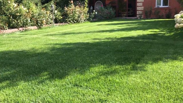 ГАЗОН УХОД, ПОЛИВ, СТРИЖКА. смотреть онлайн