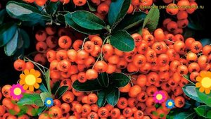 Пираканта узколистная Оранж Глоу. Краткий обзор, описание характеристик pyracantha Orange Glow