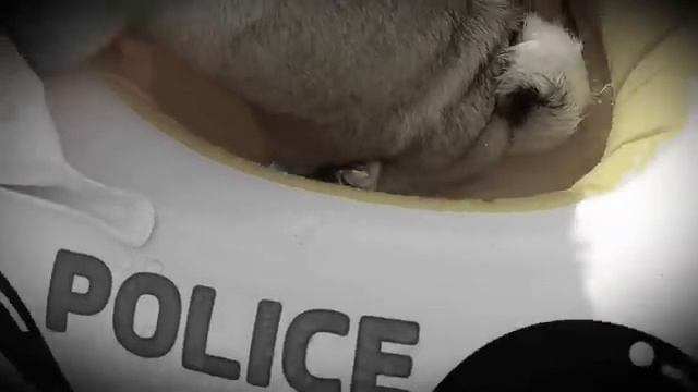 Детектив Мопски 4 серия смотреть онлайн