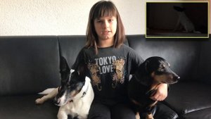 Собака одна дома. Собака скулит и лает.  Как отучить собаку скулить и лаять ?