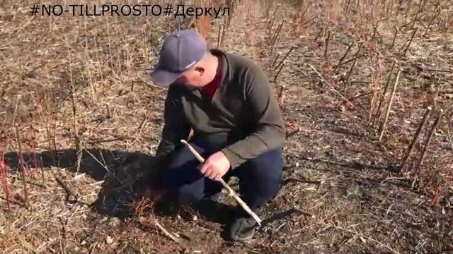 NO-TILL. Сев озимой пшеницы по подсолнечнику. 2019
