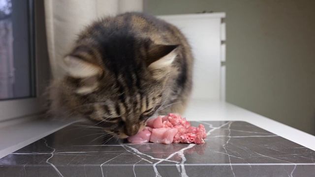 Кот ест с мраморной доски смотреть онлайн