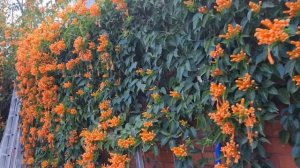 Эксперимент с баклажанами удался ! Джули одобрила ! Шоппинг в Австралии . Элла Австралия