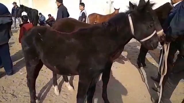 Андижон Кургонтепа мол бозори