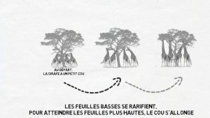 Jean Baptiste Lamarck et le transformisme