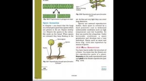 Science /CH 12💯/ reproduction in plant🌺 !Asexual🥔and sexual reproduction NCERT/CLASS 7,8,9,10,11,12