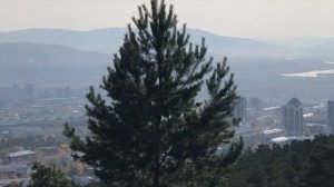 Сибирская тайга в окрестностях Улан-Удэ.