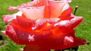 Мой фильм.wlmp.mp4   ...Красные розы и белый жасмин !!!...