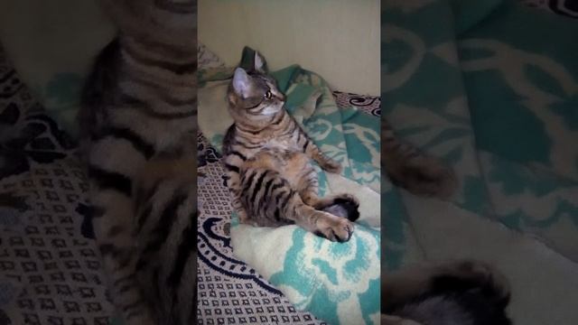 ФОТОМОДЕЛЬКА СОНЯ - КОШКА ПОЛОСАТАЯ КРАСАВИЦА - СОНЯ - ЛАЙК МИЛАШКЕ!