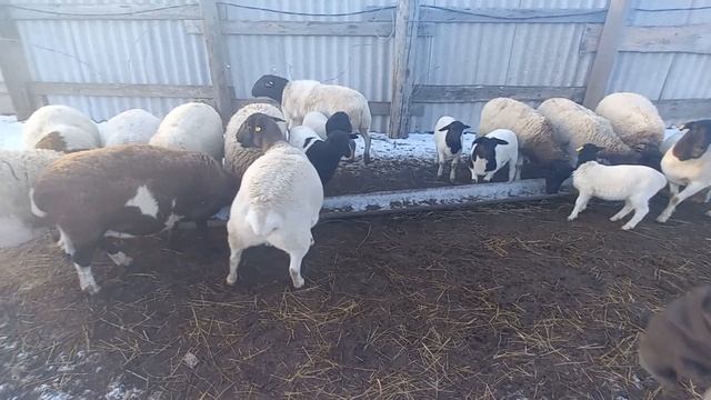 Дорпер, подкормка овец смотреть онлайн