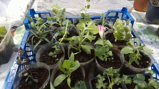 Посылка от Натальи смотреть онлайн