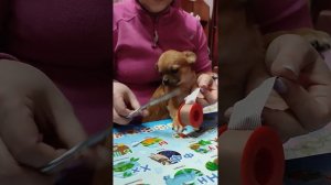 как заклеить уши чихуахуа