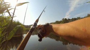 Ловля хищника на воблера в жару с берега.