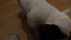 Чем кормить французского бульдога?