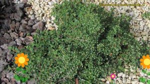 Кизильник лежачий Куин оф Карпетс. Краткий обзор, описание cotoneaster procumbens Queen of Carpets