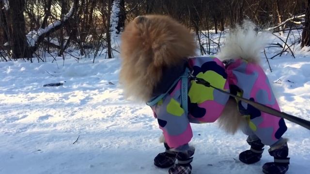 ШпИц В НОВЫХ БОТИНКАХ✔️ ДО СЛЕЗ смотреть онлайн