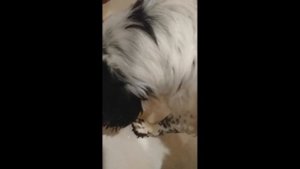 Моем лапки после прогулки...)))