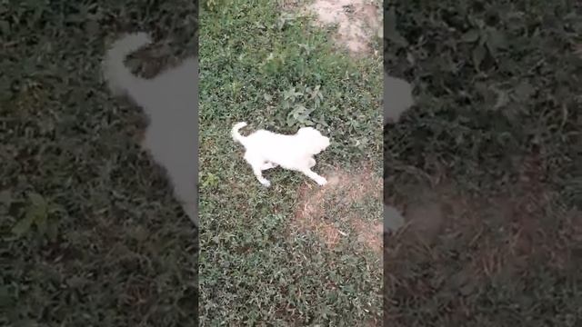 Собаки подрались смотреть онлайн