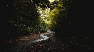 Лес и пенье пти на фоне ручья Готовое.mp4