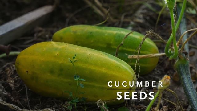 How to SAVE SEEDS: Seed saving TIPS and EXAMPLES смотреть онлайн