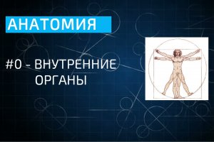 Анатомия: внутренние органы человека - введение