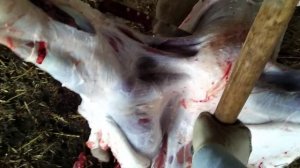 Убой молодого быка ,мой метод разделки