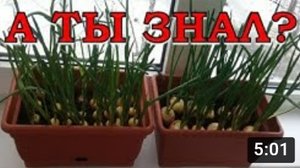 ЛУК на ПЕРО: секреты хорошего урожая зелени!???