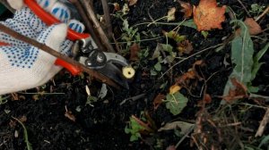 Как обрезать и омолаживать куст смородины