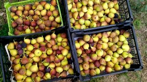 Как укрывать инжир. Третий год