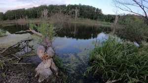 Щука на каждом забросе. Ловля щуки на воблеры в июне.