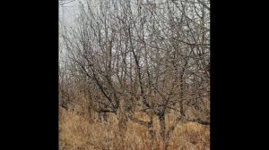 сбор яблок в Садах Придонья