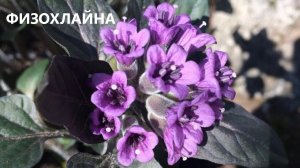 Физохлайна.