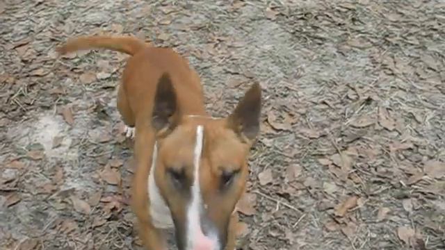 petunia goes home 013 смотреть онлайн