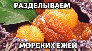 Как разделать морских ежей. 2 способа