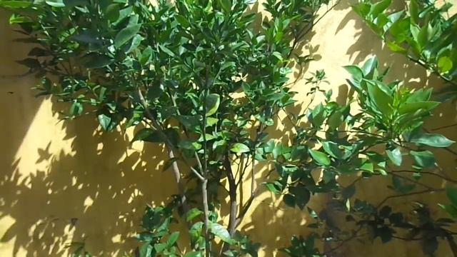 Folhas enrolando, nascendo tortas ? Resolva hoje mesmo! смотреть онлайн