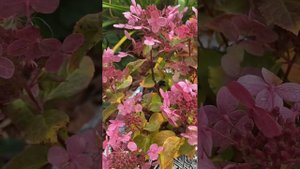 Полестар метельчатая Гортензия