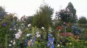 2 БЕЛЫЕ И 2 РОЗОВЫЕ РОЗЫ Д.ОСТИНА ДЛЯ 2 ПЛАНА.Что посадить:Транквилити или Крокус Роуз?