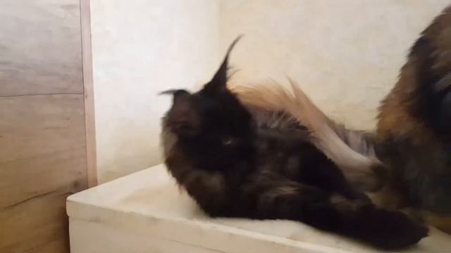 Кошечка мейн кун черный дым смотреть онлайн