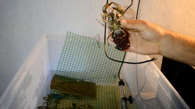 Продолжение сборки УЗВ + Самка речного рака с икрой смотреть онлайн