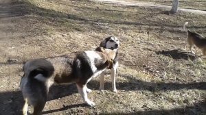 Весенние брачные игры собачек